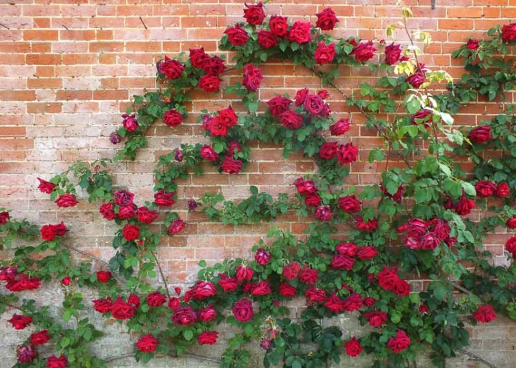 Rose Excelsa Crimson (Crimson Climbing Rose)