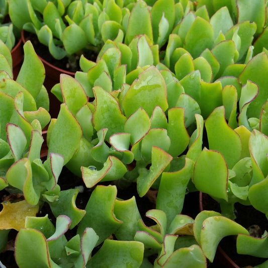 Crassula undulata (Ripple Jade)