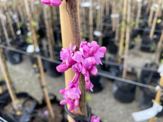 Cercis Canadensis (Redbud Tree)