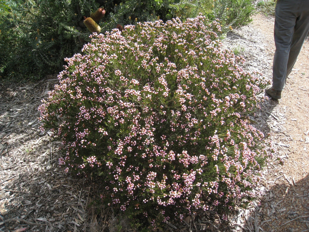 Chamelaucium Uncinatum (Geraldton Wax)