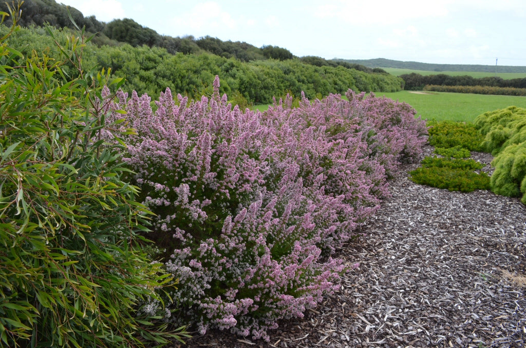 Chamelaucium Uncinatum (Geraldton Wax)