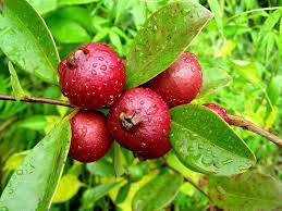 Psidium Guajava (Guava Cherry Red)