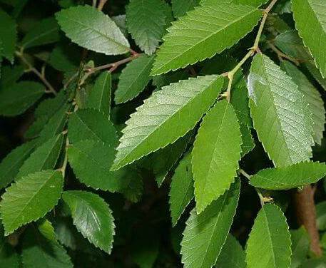 Close-up of Ulmus parvifolia 'Todd' (Chinese Elm 'Todd') showcasing its lush green leaves, highlighting their serrated edges and glossy texture, typical of this hardy ornamental tree.
