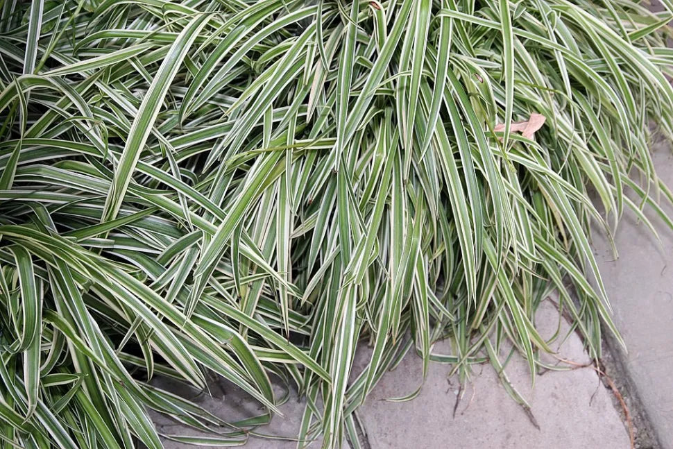 Chlorophytum Comosum (Variegated Ribbon Plant)