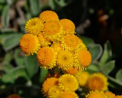 Chrysocephalum Apiculatum (Golden Buttons)