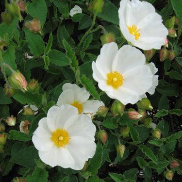 Cistus (White Rock Rose)