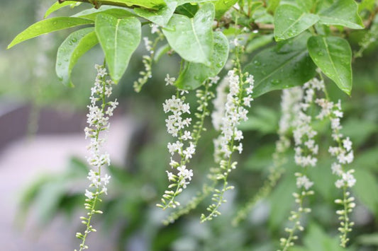 Citharexylum Spinosum (Fiddlewood)