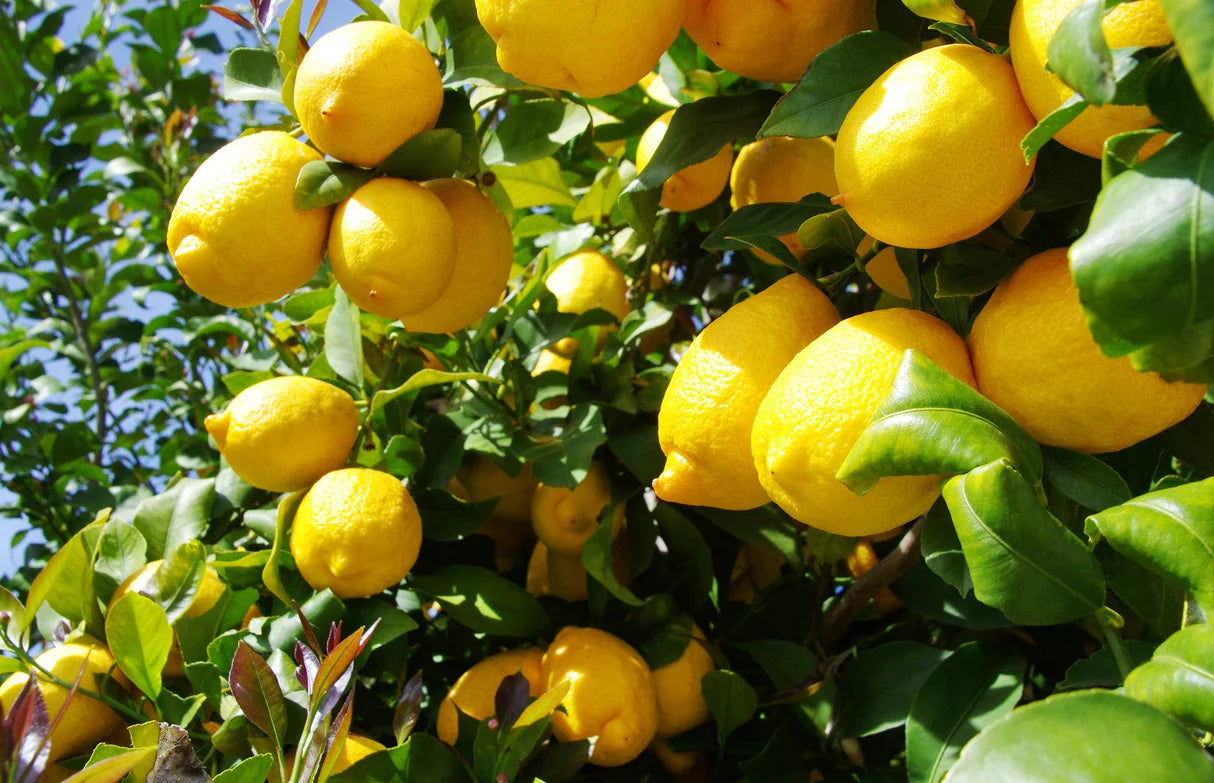 Citrus Limon (Lemon Tree Eureka)