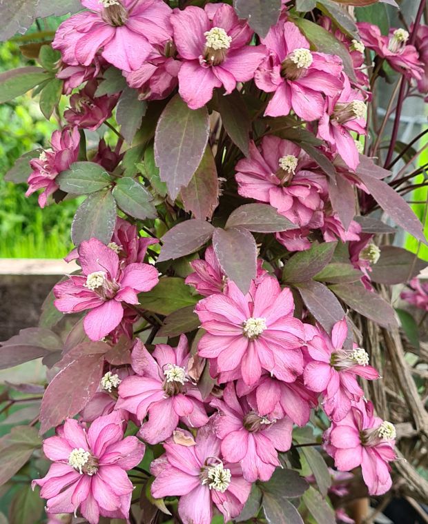 Clematis Montana Rosea (Pink Clematis)