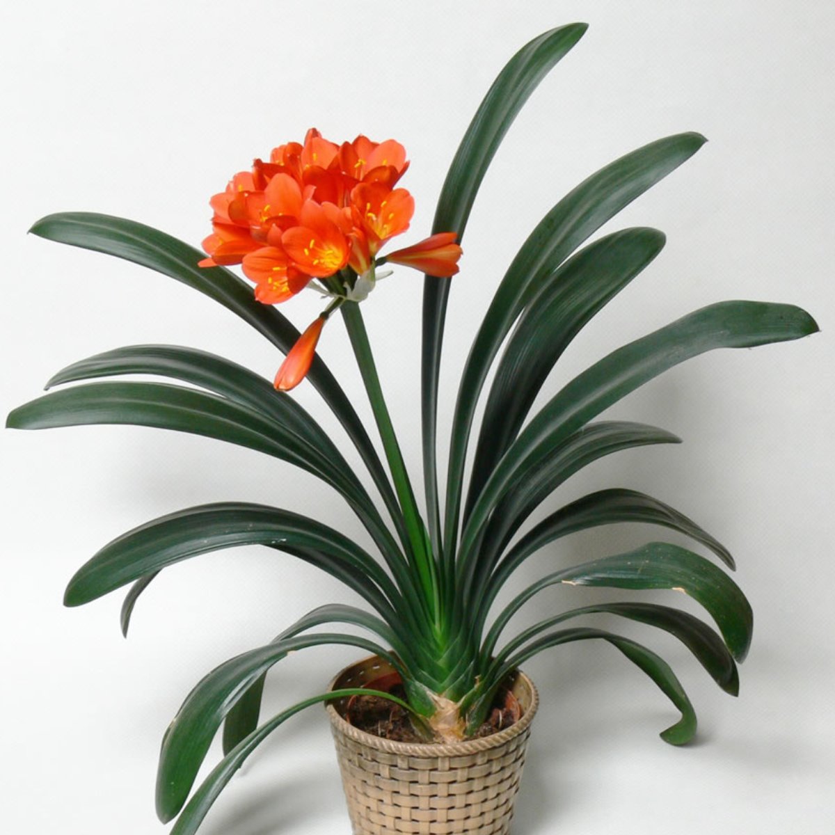 Clivia Miniata