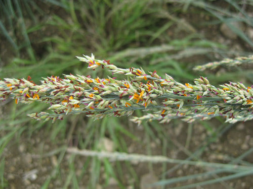 Panicum amarum (Coastal Panic Grass)