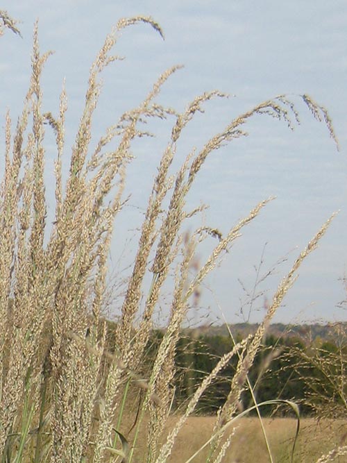 Panicum amarum (Coastal Panic Grass)