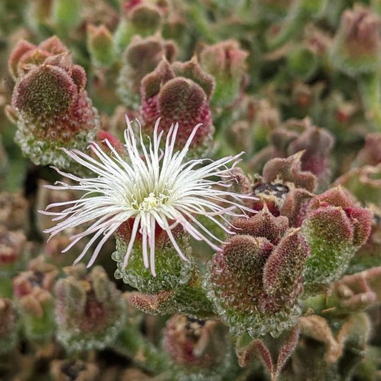 Mesembryanthemum crystallinum (Rainbow)