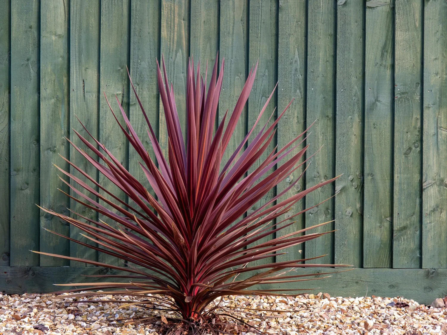 "Mature Cordyline Red Sennsation plant in a garden with a timber fence in the background, displaying its striking red foliage."