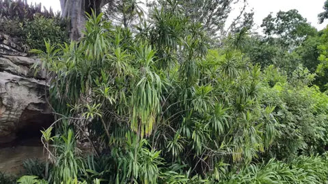 Cordyline Stricta (Narrow-Leaved Palm Lily)