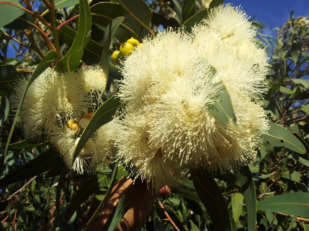 Eucalyptus Eximia Nana (Little Exquisite Eucalyptus)