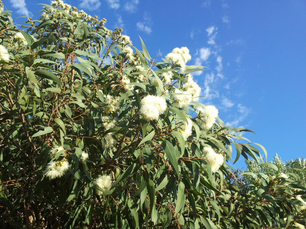 Eucalyptus Eximia Nana (Little Exquisite Eucalyptus)