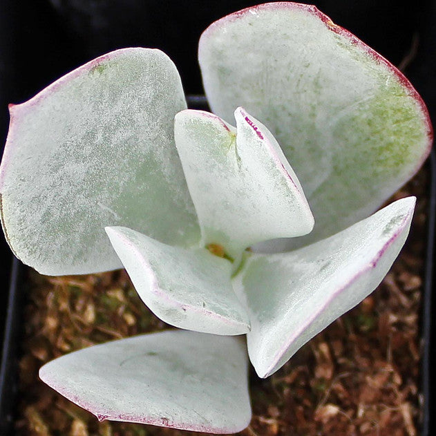 Cotyledon Orbiculata (Pig’s Ear Succulent)