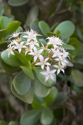 Crassula dubia (Flat Jade Plant)