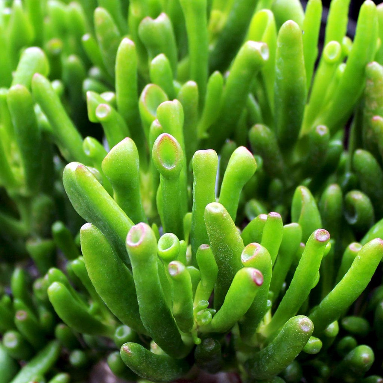 Crassula Ovata (Jade Plant)