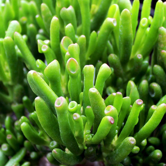 Crassula Ovata 'Gollum' (Gollum Jade Plant)