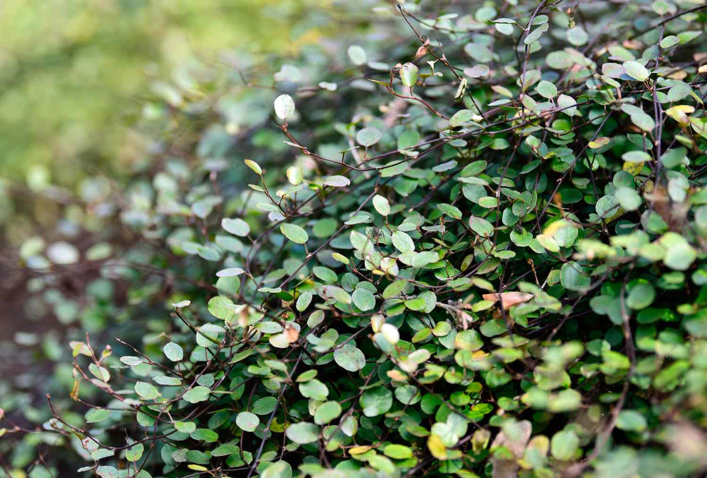 Muehlenbeckia complexa (Creeping Wire Vine)