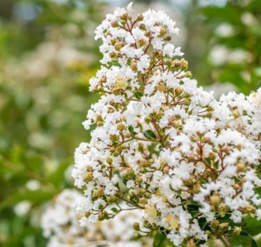 Lagerstroemia Natchez (Crepe Myrtle)