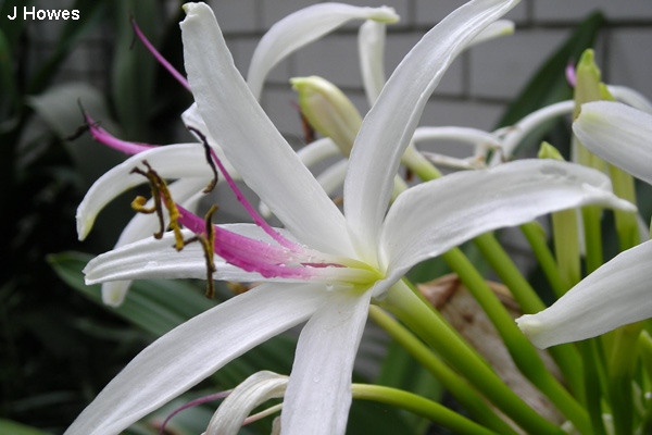 Crinum Pedunculatum (Swamp Lily)