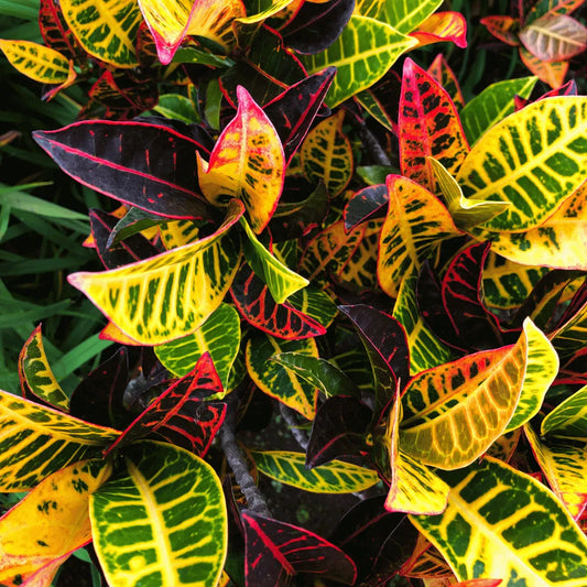 Codiaeum Variegatum (Croton)