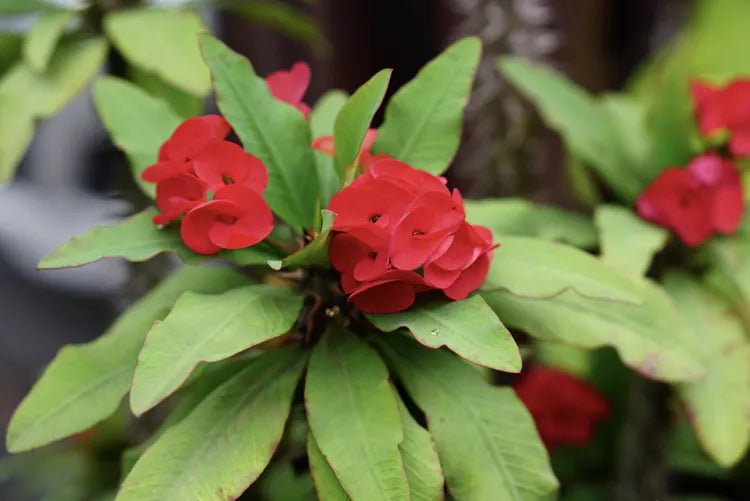 Euphorbia Milii Dwarf Red (Dwarf Red Crown of Thorns)