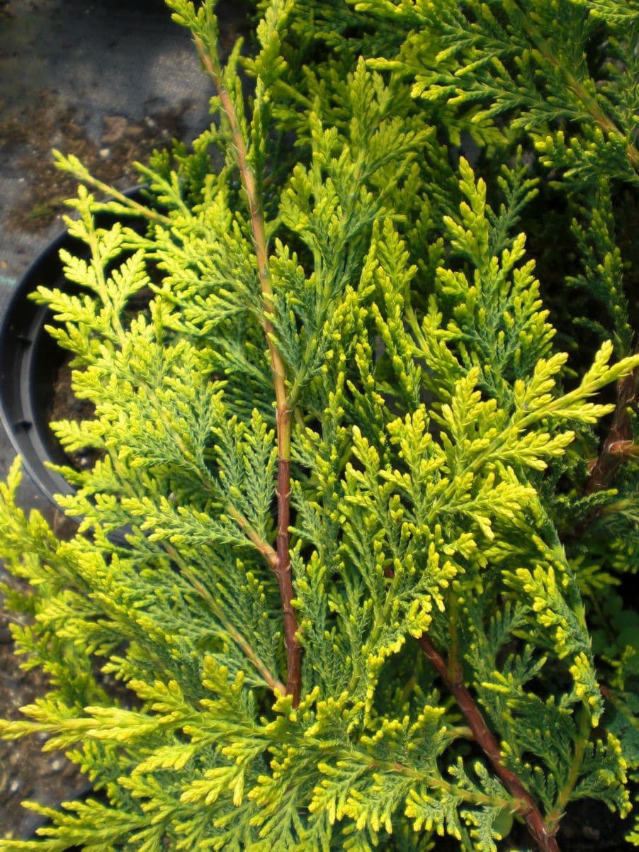 Close-up of the delicate, bright yellow-green foliage of Cupressocyparis Castlewellan Gold, highlighting its fine, dense needle-like leaves.