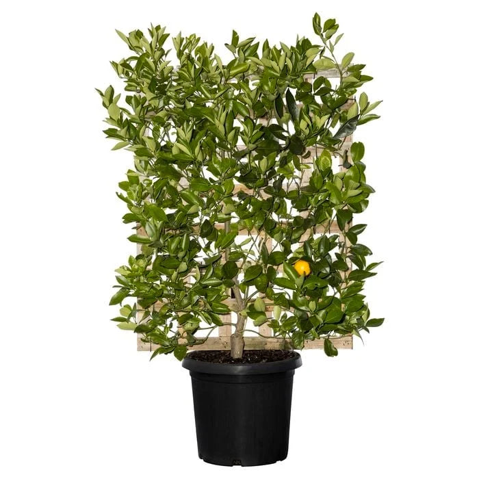 Citrus Japonica 'Nagami' (Nagami Kumquat) GRAFTED