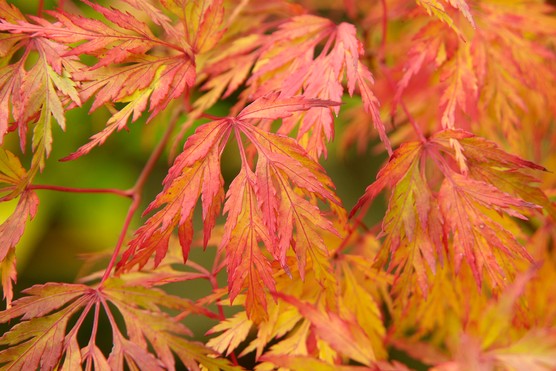 Close-up showing the unique foliage of Sekimori (Japanese Weeping Maple) leaves.