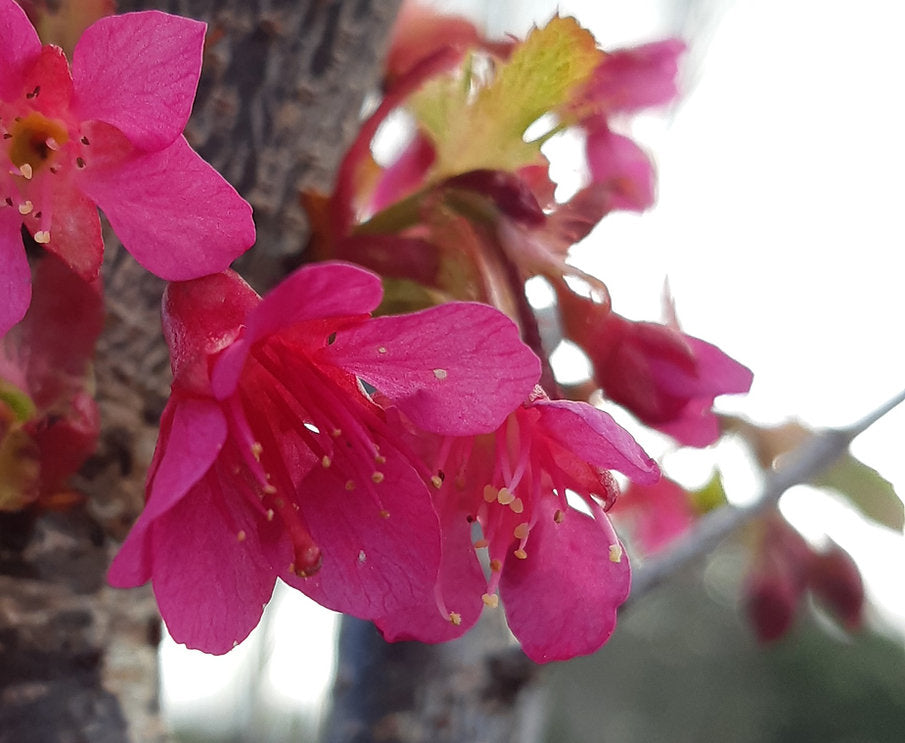 Cherry Floweri Campanulata-Red (Cherry Blossom Tree)