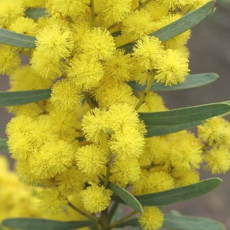 Acacia Decora (Showy Wattle)