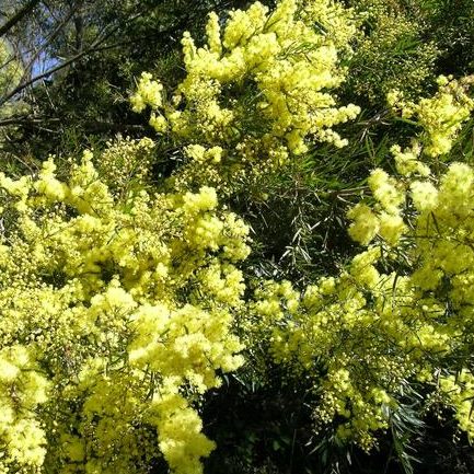 Acacia Decora (Showy Wattle)