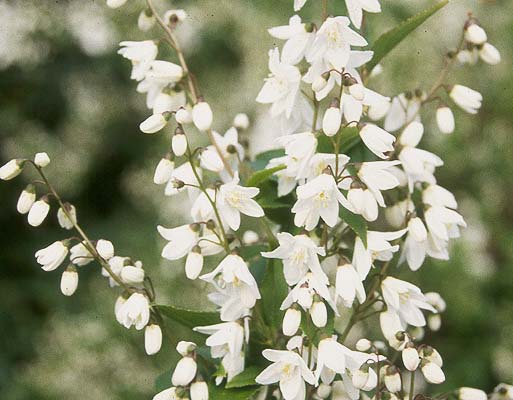 Deutzia Gracilis (Slender Deutzia)