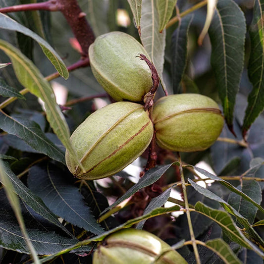 Carya Illinoinensis (Pecan Nut Cape Fear)