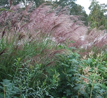 Miscanthus Sinensis 'Hiawatha' (Maiden Grass Hiawatha)