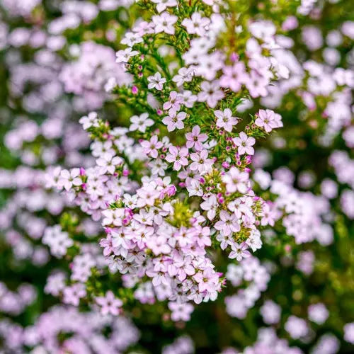 Coleonema Pulchellum 'Pink' (Pink Diosma)