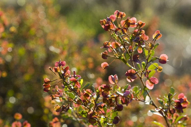 Dodonaea Viscosa Cuneata (Wedge-Leaf Hop Bush)