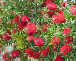 Callistemon Sieberi (Siebier's Bottlebrush)