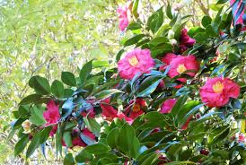 Camellia Japonica 'Czar' (Red Camellia Japonica)