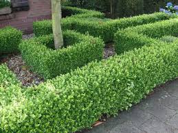 Buxus Faulkner (Faulkner Box)