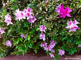 Rhododendron Simsii (Azalea Alphonse Anderson)