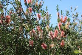 Callistemon 'Pink Champagne' (Pink Champagne Bottlebrush)