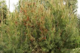 Casuarina Littoralis (Black She Oak)