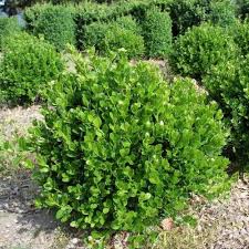 Buxus Microphylla 'Micro' (Dwarf Japanese Box)