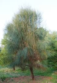 Casuarina Verticillata (Drooping She Oak)