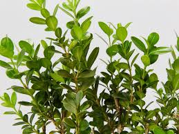 Buxus Faulkner (Faulkner Box)